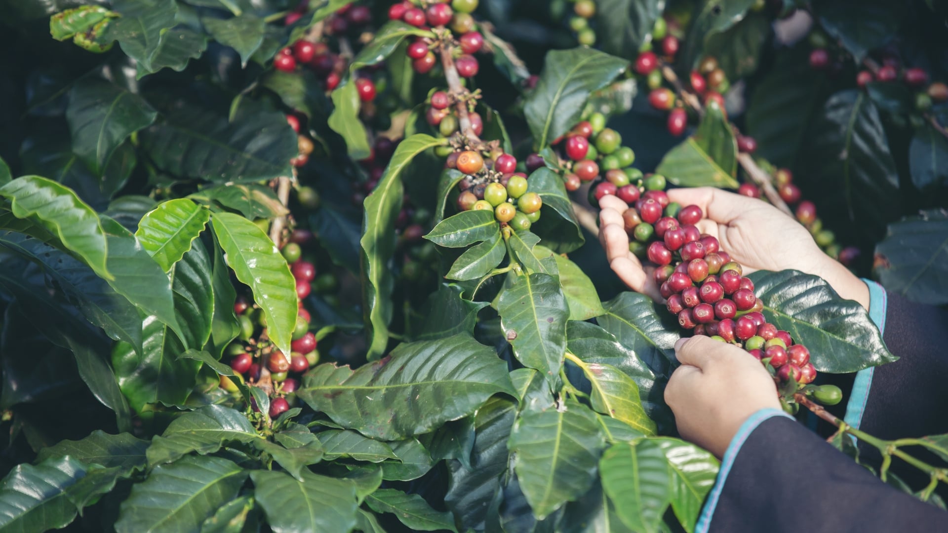 Cau Dat Arabica Main