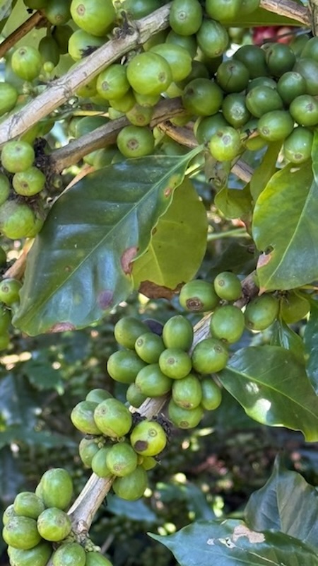 Coffee processing at the farm